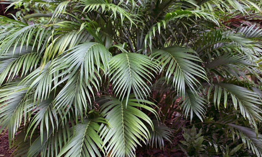 דקל במבוק - Bamboo Palm
