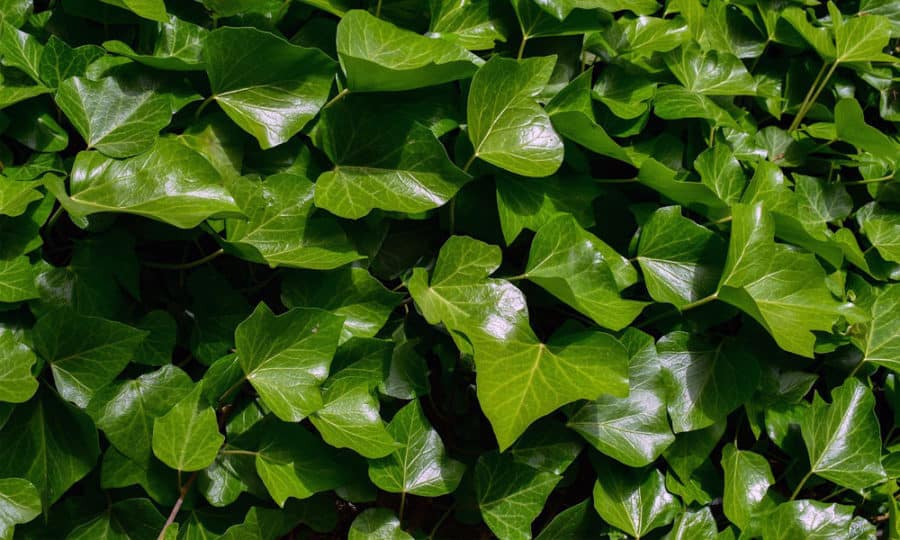 צמח קיסוס אנגלי - English Ivy