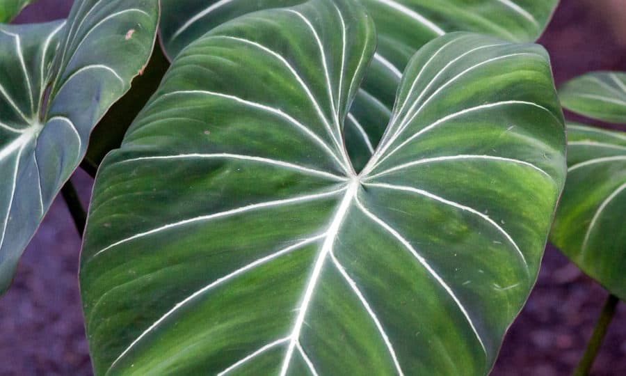 צמח פילודנדרון Philodendron