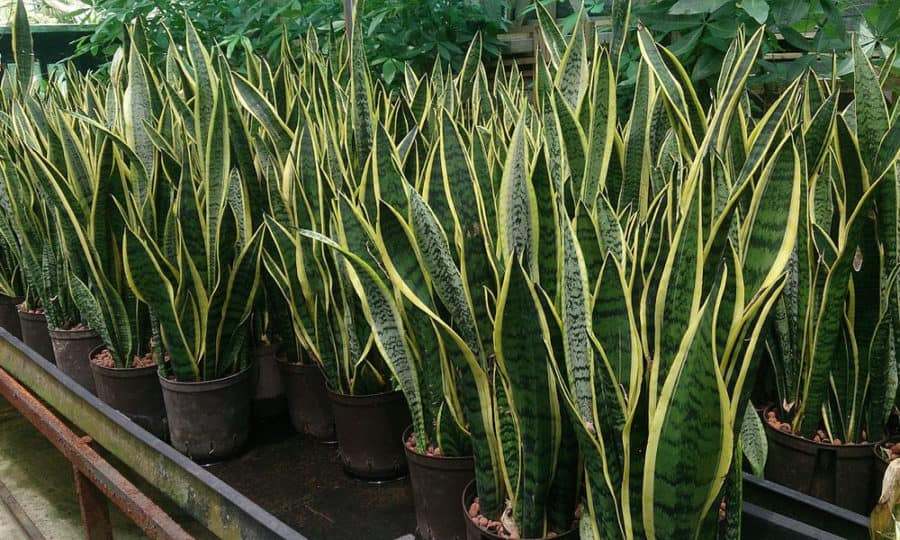 צמח נחש - Snake Plant