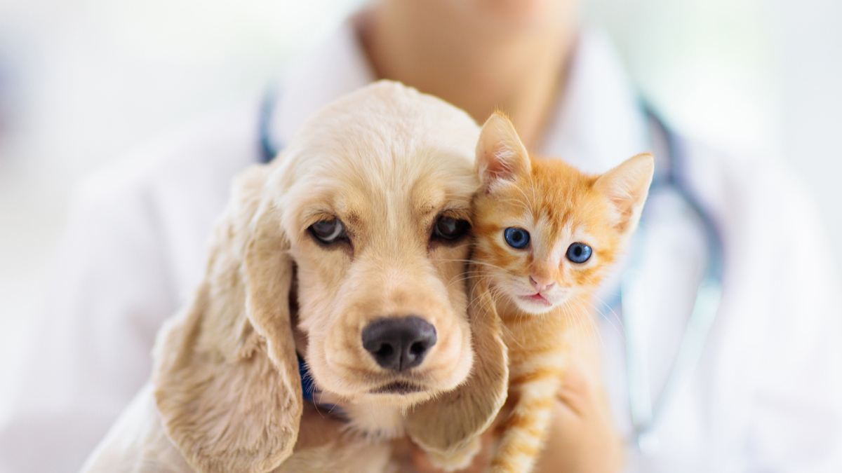 השוואת ביטוחי בריאות לכלבים וחתולים