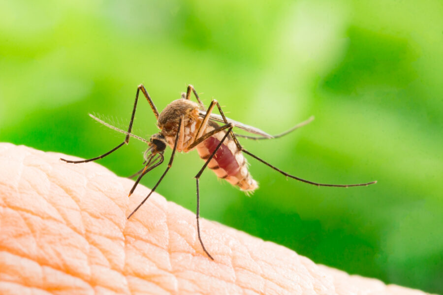 למה יתושים עוקצים
